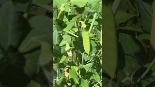 Almost time to harvest peas #garden #healthy #veggiegarden #veggies #peas #growyourownfood