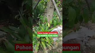 jual pohon bungur berbagai ukuran  #pohonperindang #pohonpeneduh ,TLP wa 085647605995