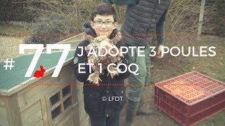 J'ADOPTE 3 POULES ET 1 COQ │LFDT #77