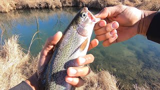 Catching trout with spinners