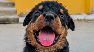 rottweiler puppies | Travelling in bike | Sathish kumar S | Rottweiler | Puppy