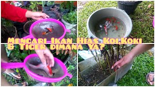 Mencari Ikan Hias Koi, Ikan Koki, dan Ikan Tiger Bersama Si adik. Kira - Kira Dimana Ya?