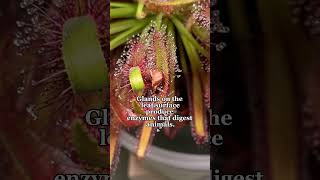 Crazy Carnivorous plant