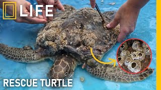 Rescuing sea turtles from barnacles: a battle for survival on the sea | Animal rescue compilation