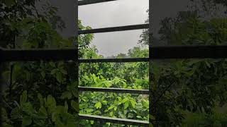 Raining Nature ❤️❤️ #nature #rain