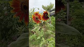 Viral!!  Ring of Fire!!! Beautiful Ring of Fire Sunflower!!!