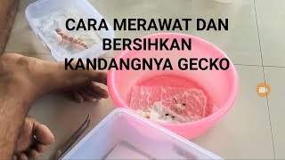 CARA MERAWAT GECKO DAN MEMBERSIHKAN TEMPATNYA