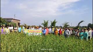 Millets Mission ki Crop " RAGI "lagaye, drbps,20/11/2024