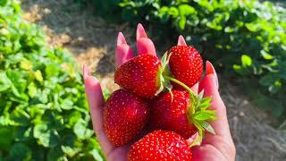 Strawberry Picking  🍓 🍓 🍓