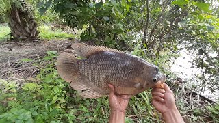 PASER IKAN !! KEMBALI TERSELAMATKAN IKAN GURAME MONSTER