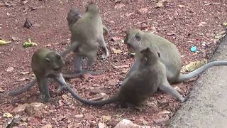 Monkeys Fighting in Group along the road and playing around Motor and jungle