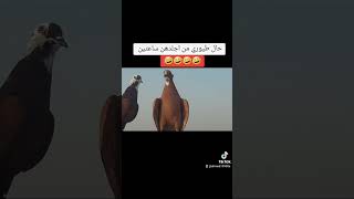 حال طيوري من اجلدهن هواي