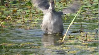 American Coot