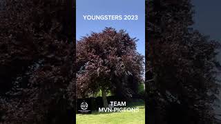 Youngsters 2023 of mvn-pigeons