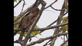 #Wendehals _ #wryneck long tongue _ mit langer Zunge, auf dem Baum, ohne Gesang _  #Vogelbeobachung