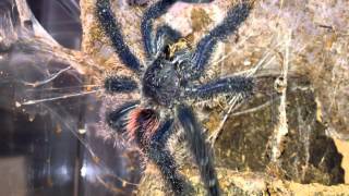 Avicularia Urticans (Peruvian pinktoe)