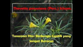 Thevetia peruviana, Tanaman Hias Berbunga Indah yang Sangat Beracun