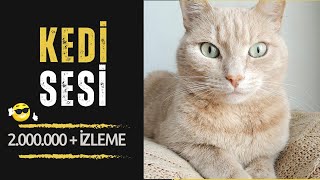 DİŞİ KEDİ SESİ & GERÇEK KEDİ SESİ |HD| Yüksek Kalite ve Uzun Versiyon |