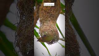 Weaver #Bird #bayaweaver #shorts #nature #wildlife #travel #india