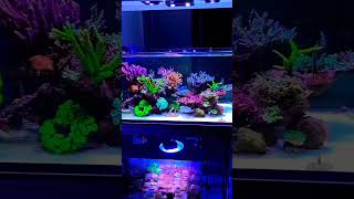 marine setup #shorts #aquarium #trending