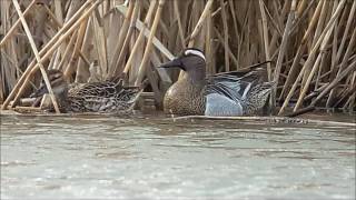 Les Oiseaux  du Grand Reims_La Sarcelle d'été