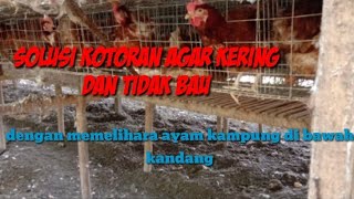 Ternak ayam petelur kotoran kering dan tidak bau dgn sistim memelihara ayam kampung di bawah kandang