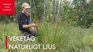 Veketåg – naturligt ljus