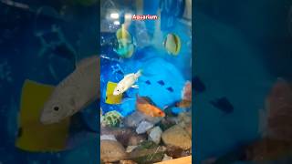 Aquarium #shorts #short #youtubeshorts #shortsvideo #subscribe #viralvideo #instagram #trending #4k