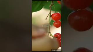 Beautiful Nature With Rural Life~Harvesting cherries#shorts#nature#tuhaikahan#rurallife@mashi_life