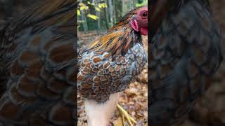 Coq Wyandotte doré liserés bleus