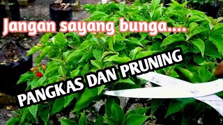 Bunga yang merusak proses perimbunan #bougenville