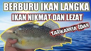 MANCING IKAN POGOT TEHNIK DASARAN || MANCING DASARAN