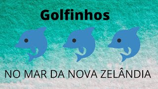 Golfinhos na Nova Zelândia | Dolphins in New Zealand