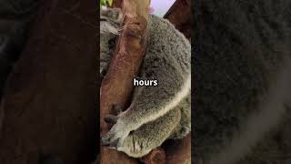 Facts About Koalas!