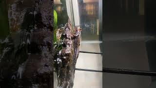 The little mermaid -mudskipper #pets #fish #alienfish