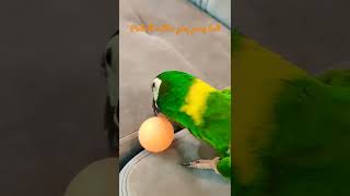 Cutest pet parrot plays pinball with a ping pong ball | Pneuma the Yellow Collared Macaw