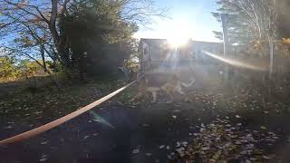 German shepherd on walk. Eros på tur. 21.10.2024. still you tubes most boring video part 2