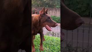 Dobermann europeu 🇷🇺🇧🇷🔥 #cãodeguarda #doguealemao #doglover #dobermanlove #dog #dogueiros #dogowner