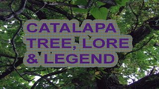 Tree Folklore, and Legend Catalapa