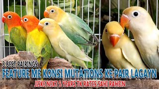 فیچر کے لئے 3 بہت اچھی پیرنگ جو آپکو اچھا کما کر دے | BEST 3 PAIRS OF FEATURE | AA BIRDS INFORMATION