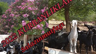 2022 KURBANLIKLAR #kurbanlıkfiyatları #kurban #2022kurbanlıkfiyatları #kurbanlıksatışı