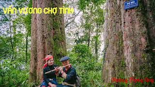 VẤN VƯƠNG CHỢ TÌNH - Hoàng Trọng Quý cover