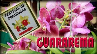 Visitando a FEIRA da ORQUÍDEA em Guararema SP - Festival da orquídea