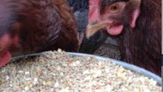 CHICKENS EATING FROM FOOD FEEDER - SCRATCH CRUMBLE MIX