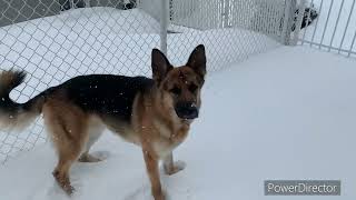 Another snowstorm for this lucky dog