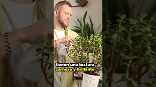 5 motivos para tener tu árbol de jade en casa  ¡YA MISMO! 🌱