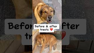 Dog's happiness, before & after tasty treats! #straydogs #shorts