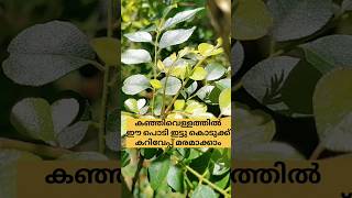 കഞ്ഞിവെള്ളം ഇങ്ങനെ ചെയ്താൽ /poppy vlogs