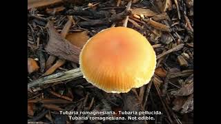 Tubaria romagnesiana. Champimaginatis. English Text.