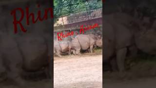 Rhino Assam Guwahati Zoo part 4